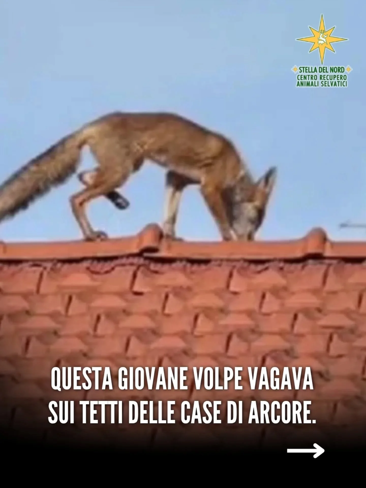Salvata la volpe Cindy sui tetti di Arcore