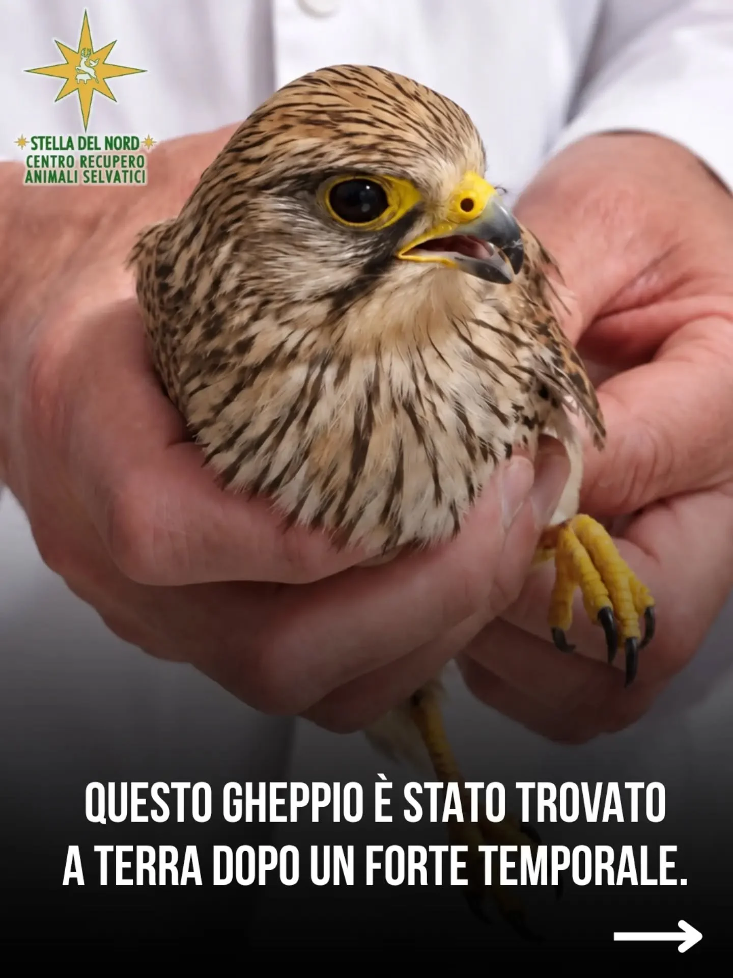 Al nostro Cras abbiamo salvato un povero gheppio