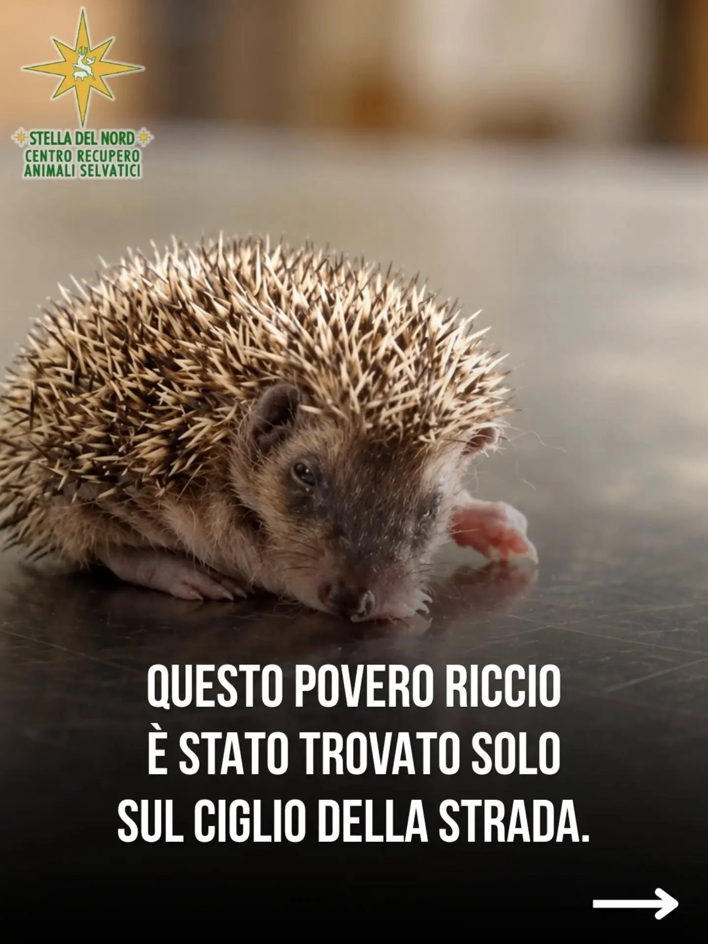 Abbiamo salvato il riccio Carlino 