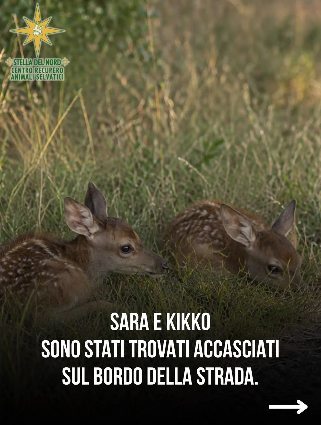 La storia di Sara e Kiddo, trovati accasciati a bordo strada