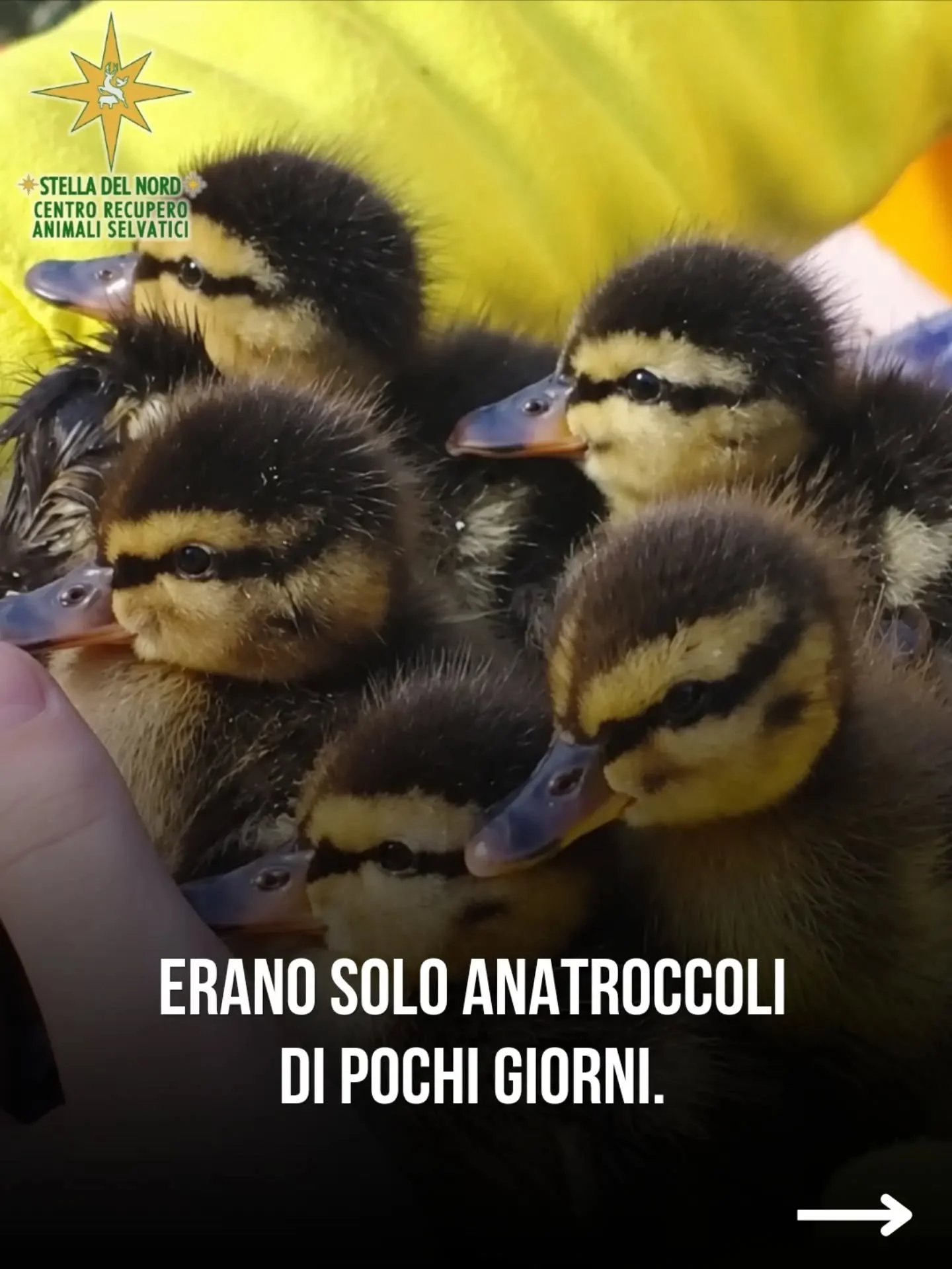 Abbiamo salvato alcuni anatroccoli di pochi giorni di vita
