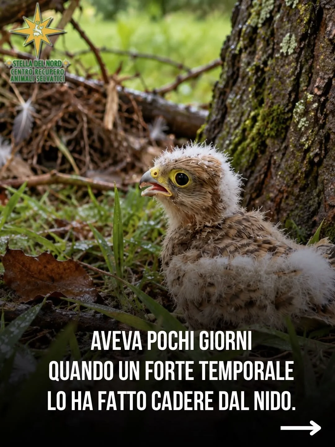 Al Cras Stella del Nord abbiamo salvato un pullo di pochi giorni di vita