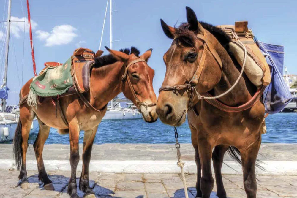 The island that time forgot