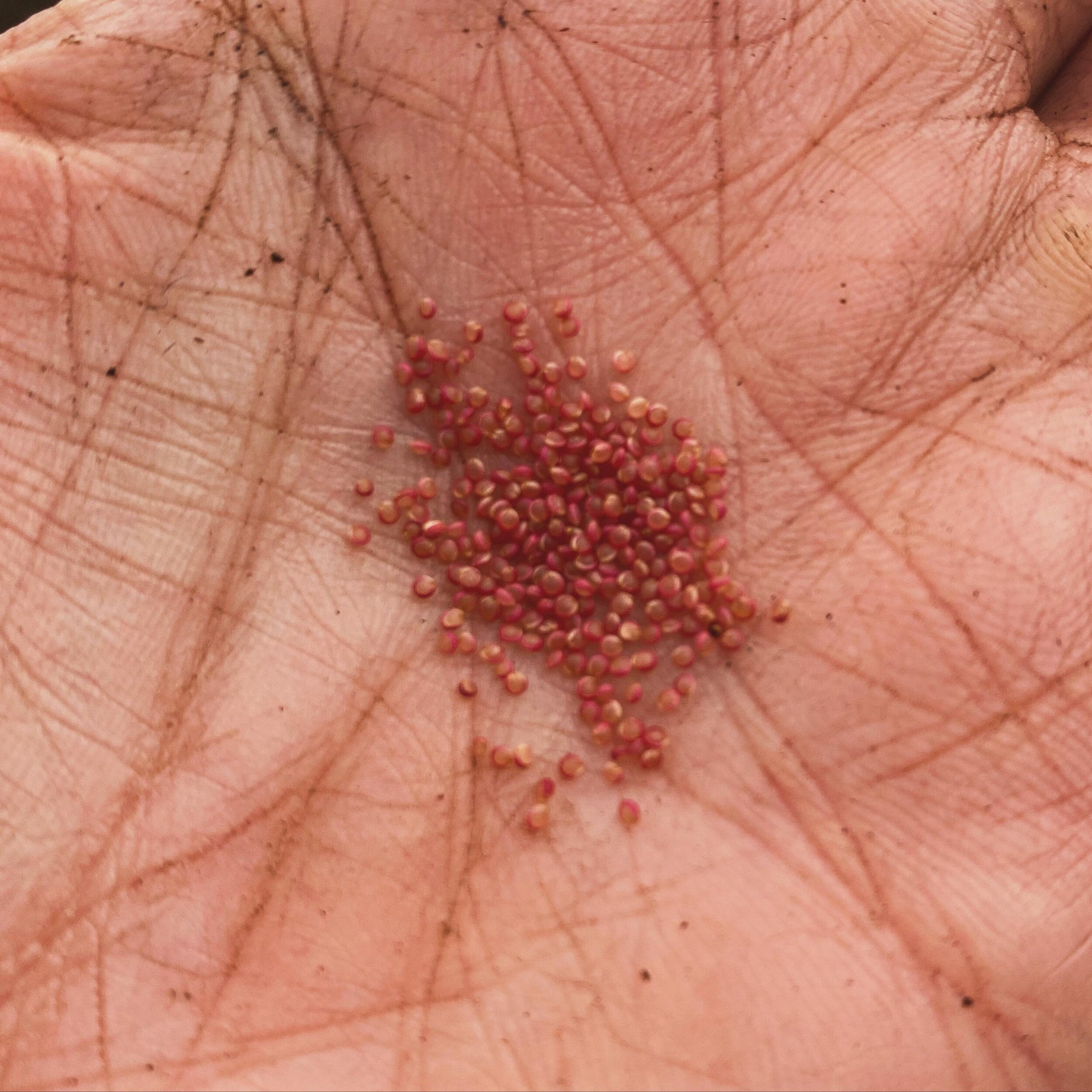 Guess the seed?

I have never grown this before and I am excited for the magic to unfold.

If anyone needs a little inexpensive magic in their lives, I can highly recommend growing herbs or any plant food from seed. You can do it on your windowsill. 