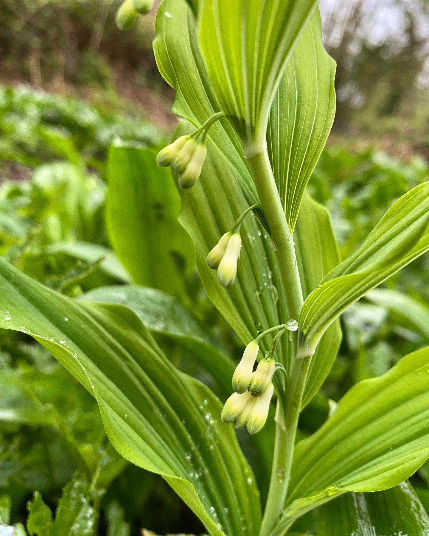 I came across a single Solomon&rsquo;s Seal (Polygonatum multiflorum) amongst the Wild Garlic today.

A herb with a long history of medicinal use in the UK, but one I have not yet used. It bears resemblance to Lily of the Valley and they are both fro