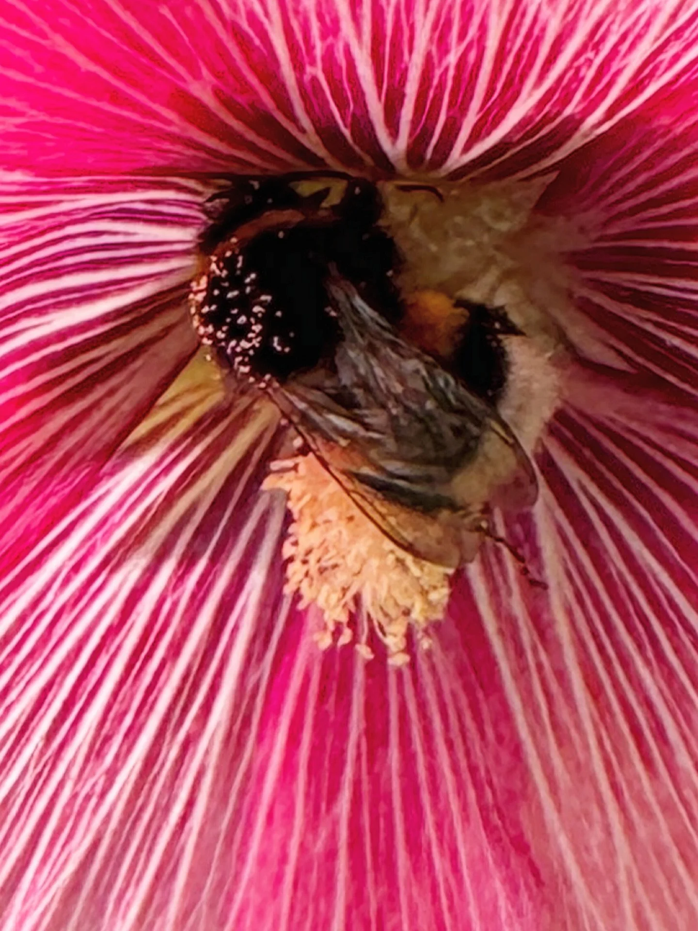 Heart fed by witnessing this hollyhock-bee moment.

#magic #nature #ecosystems #bees #hollyhocks #peace #joy #plants
