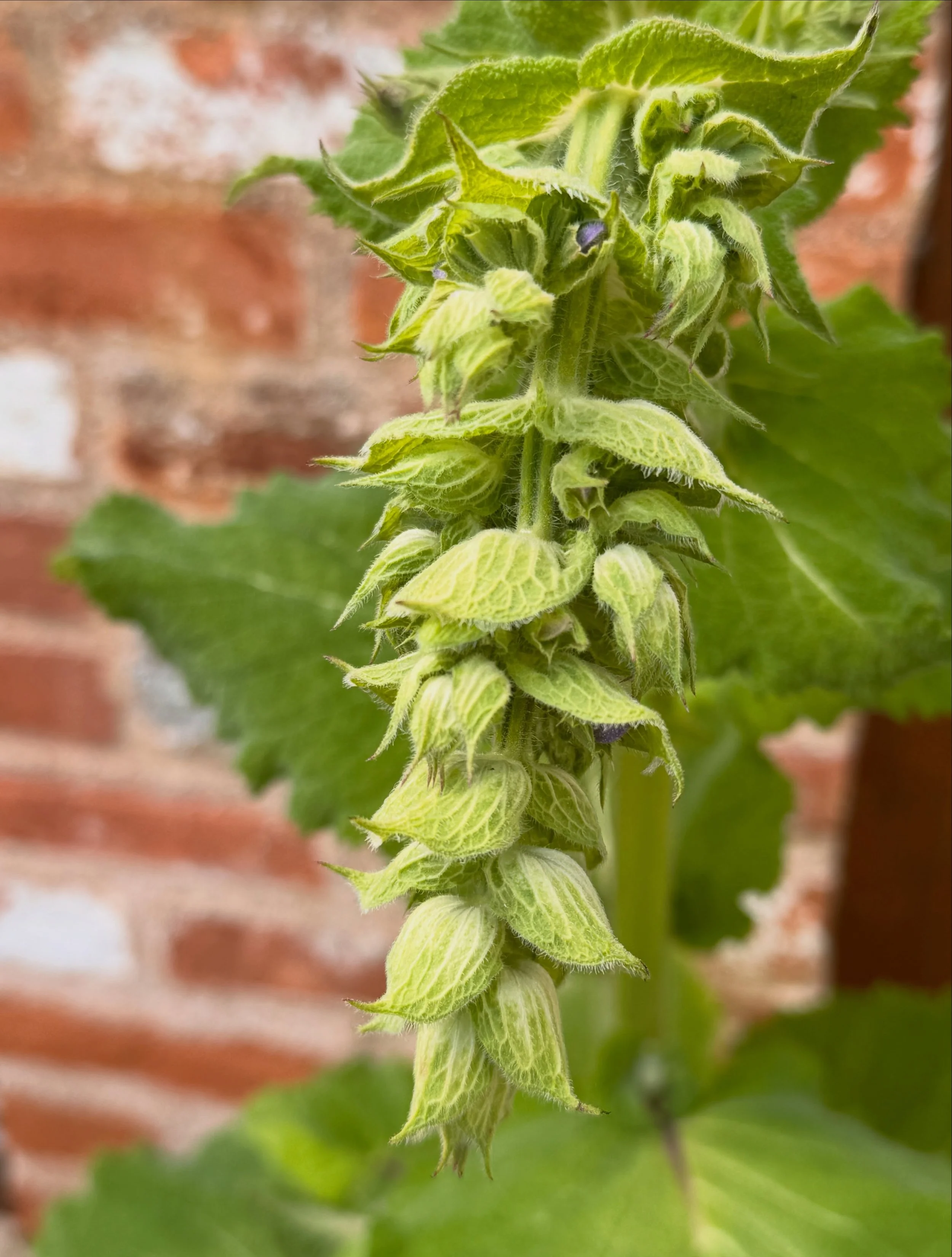 Clary Sage is emerging. A potent mint family herb that I have grown from seed. It is a biennial plant, so I have had to be patient and wait for the flowers to appear. It is worth the wait.

There is something ineffably powerful about Clary Sage. It e