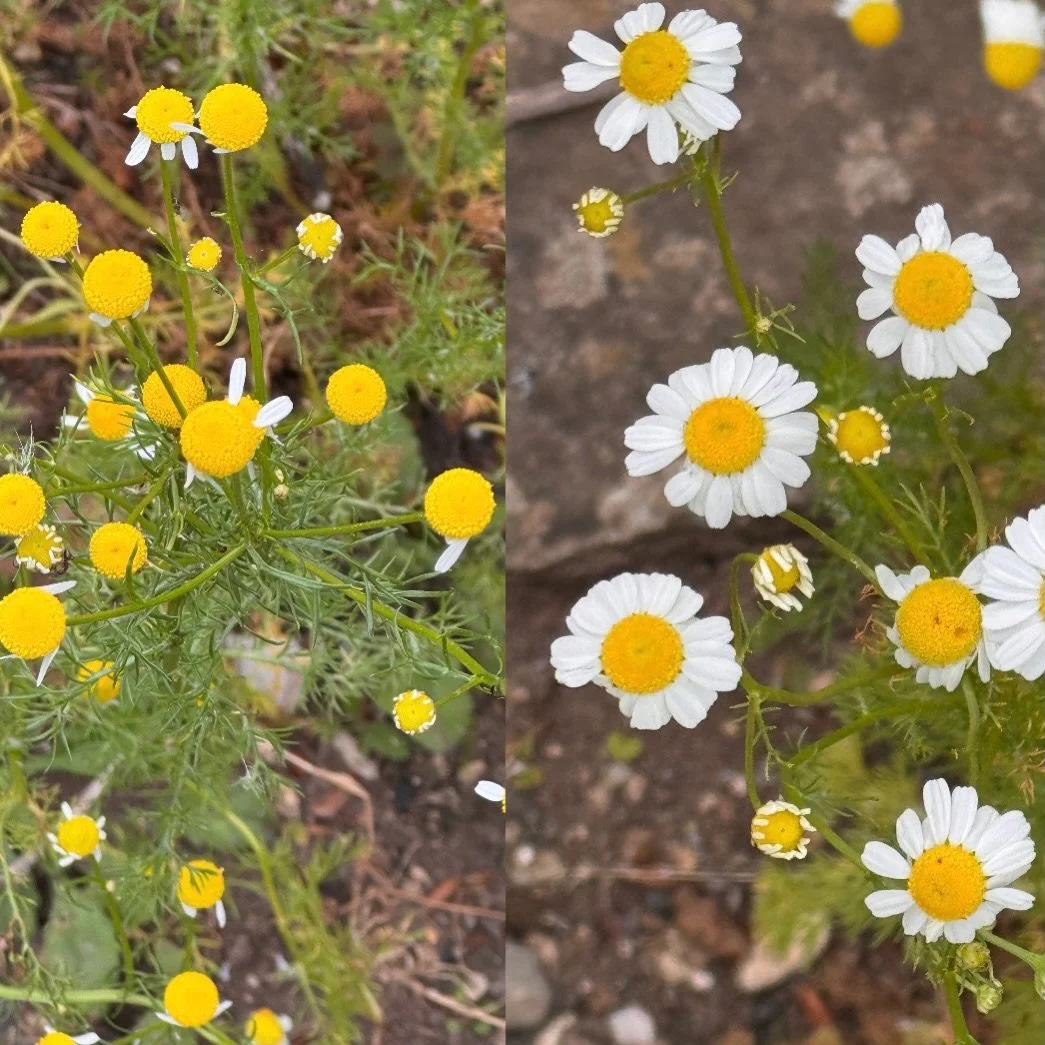 How do you feel today? Like the Chamomile on the left or the Chamomile on the right? 

The one on the left looks naked and contracted and very vulnerable to me. Whereas, the one on the right looks all chirpy and unashamedly showing up in the world in