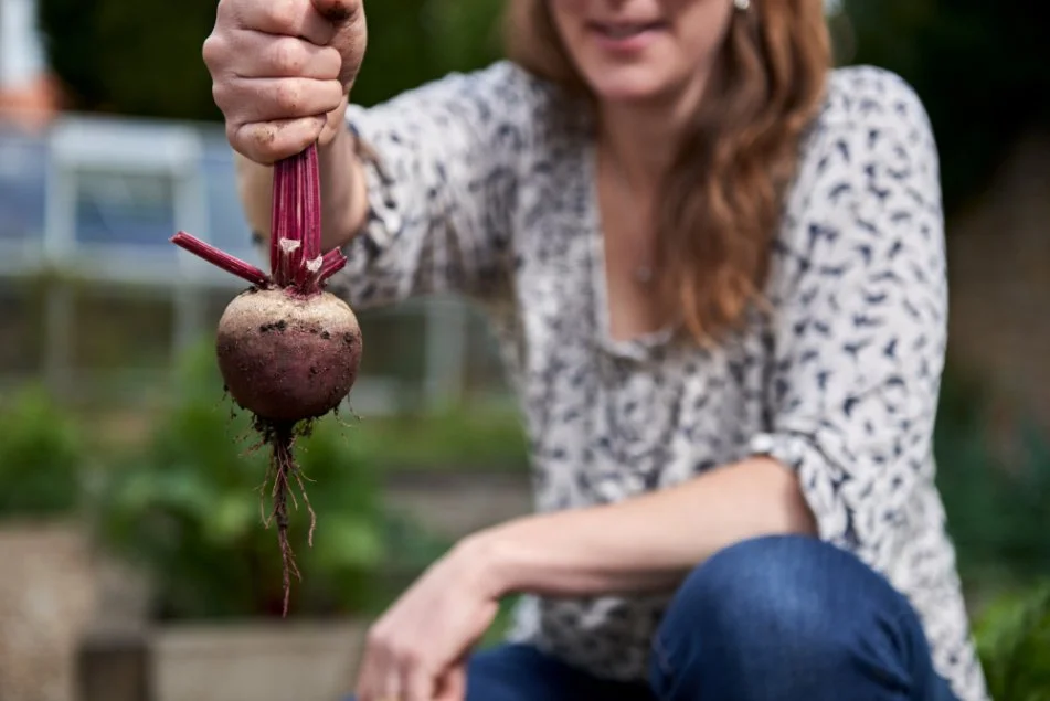 Beet kvass