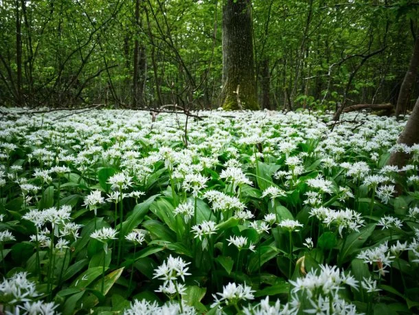 Wild garlic bud oxymel