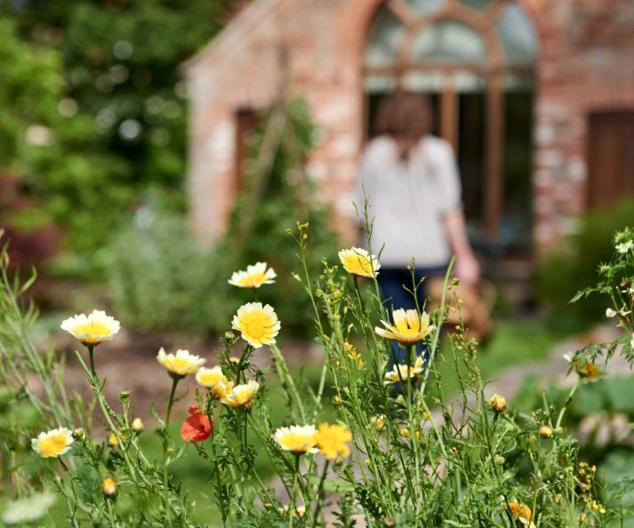 Yellow chamomile flowers in the foreground with Jo walking towards a garden building.