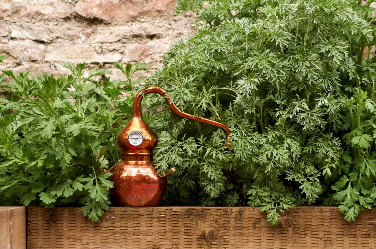 Jo Webster, fermentation events and recipes