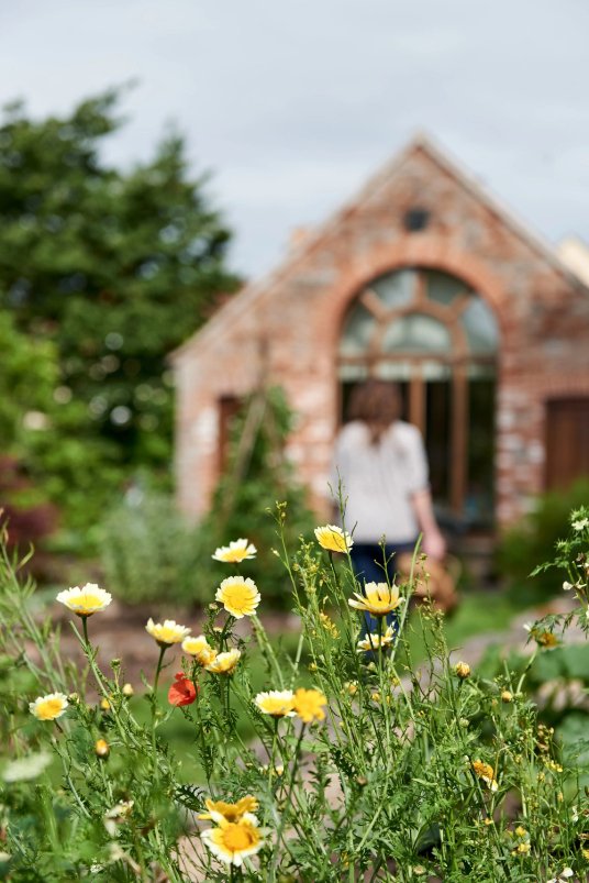 Yellow chamomile flowers with Jo walking towards a garden building in the background.