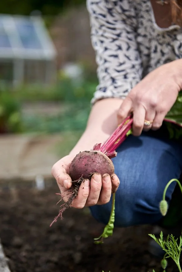 Hand holding a freshly picked beetroot with soil still on the roots.