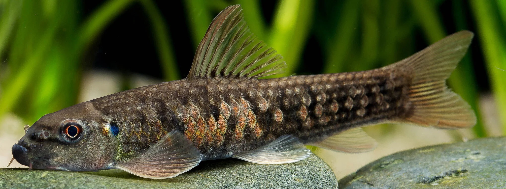 indiafish home page pic 3.jpg