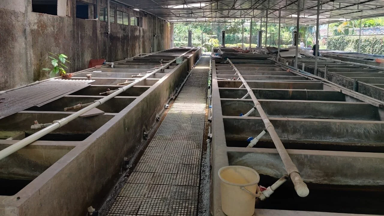 RAS (Recirculating Systems)