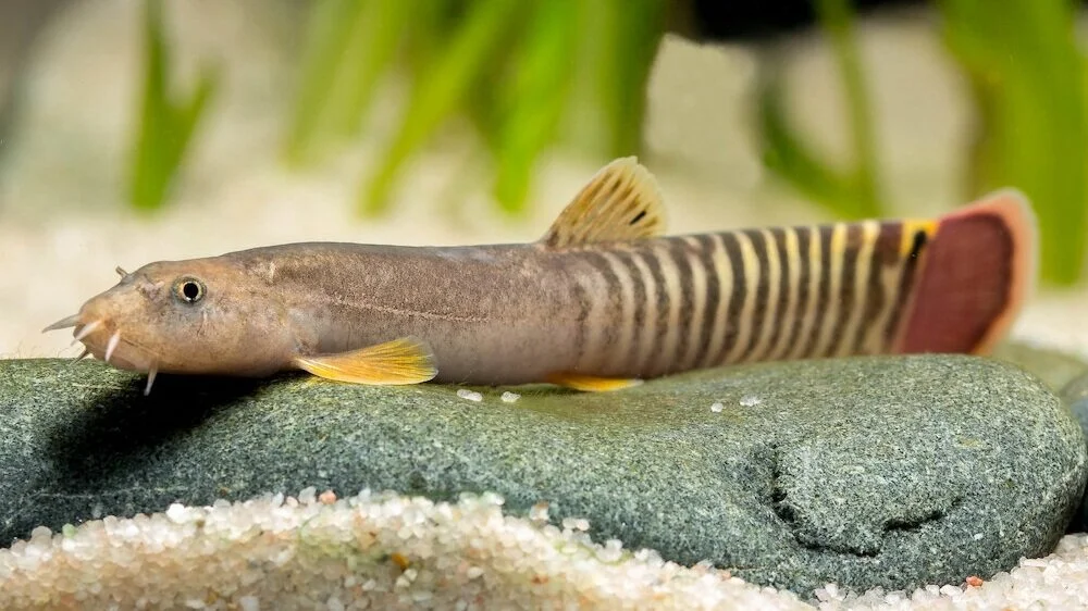 Aborichthys spec (1).jpg