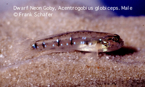 Acentrogobius-Globiceps-Male.jpeg