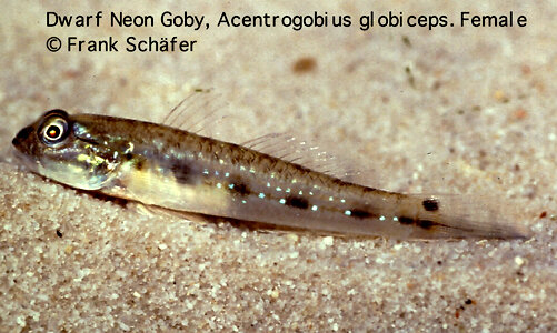 Acentrogobius-Globiceps-female.jpeg