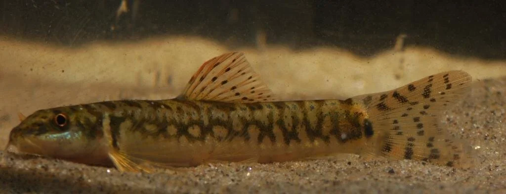 schistura guentheri.jpeg