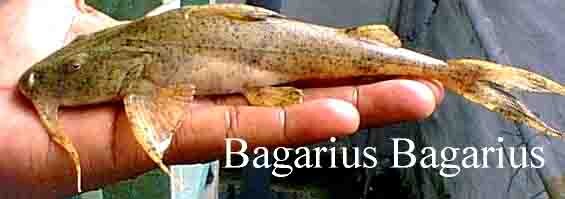 Bagarius-Bagarius.jpeg