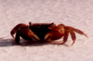 RedClaw-Crab.jpeg