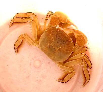 Tarantula-Crab.jpeg