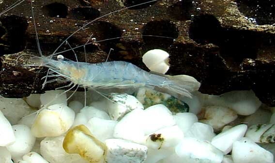Bluebanded-Shrimp1.jpeg