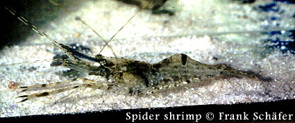 Spider-Shrimp2.jpeg