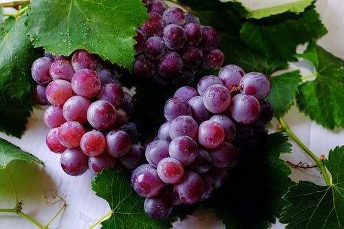 Pinotage-smagning