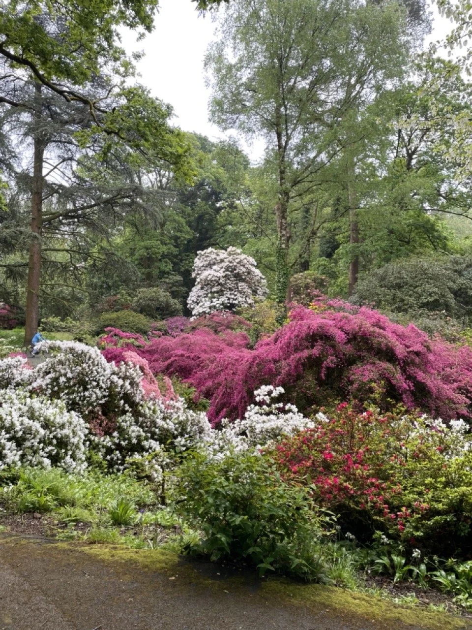 Beautiful flowers at Clyne Gardens