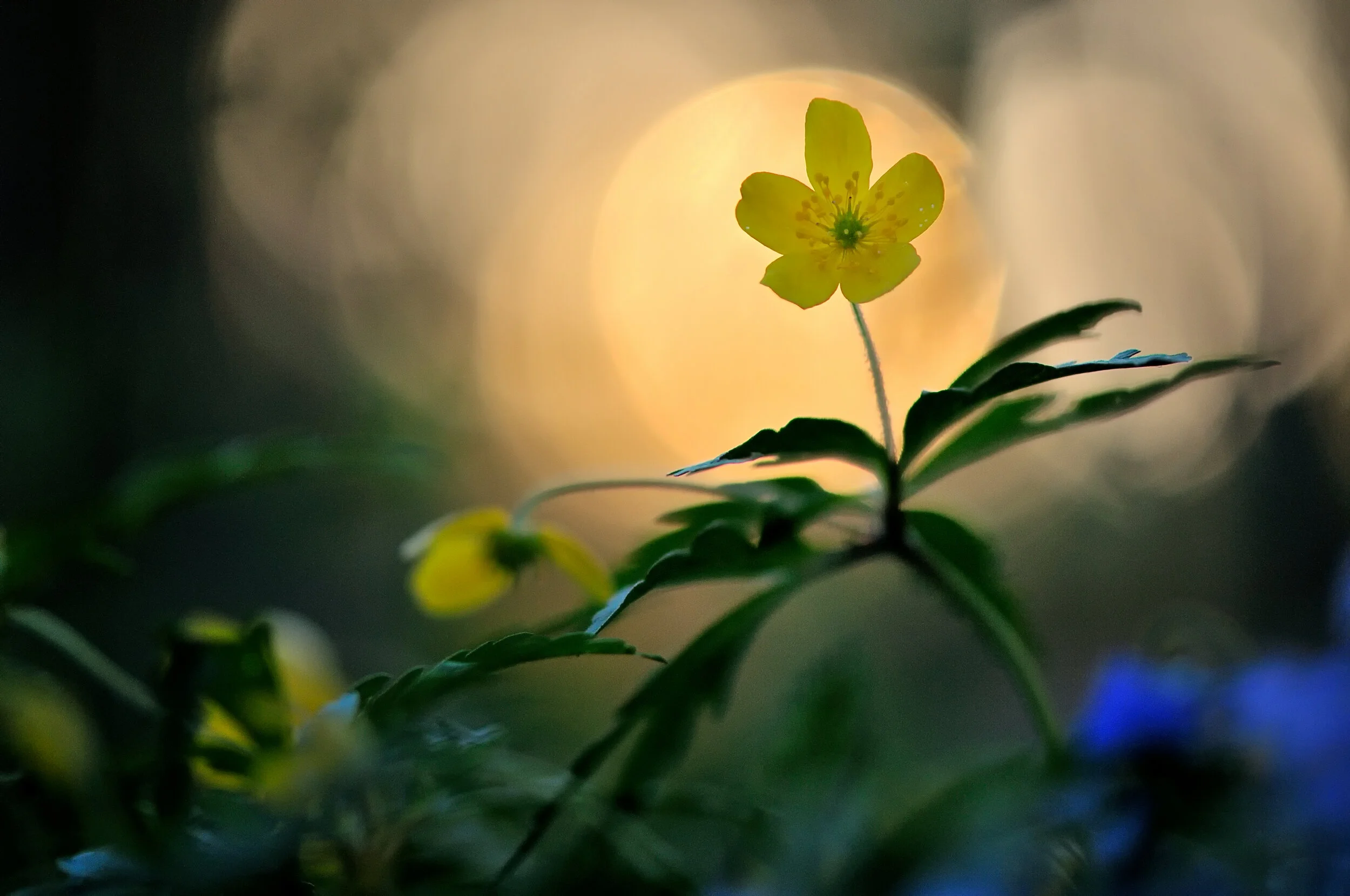 dancing into the night.jpg