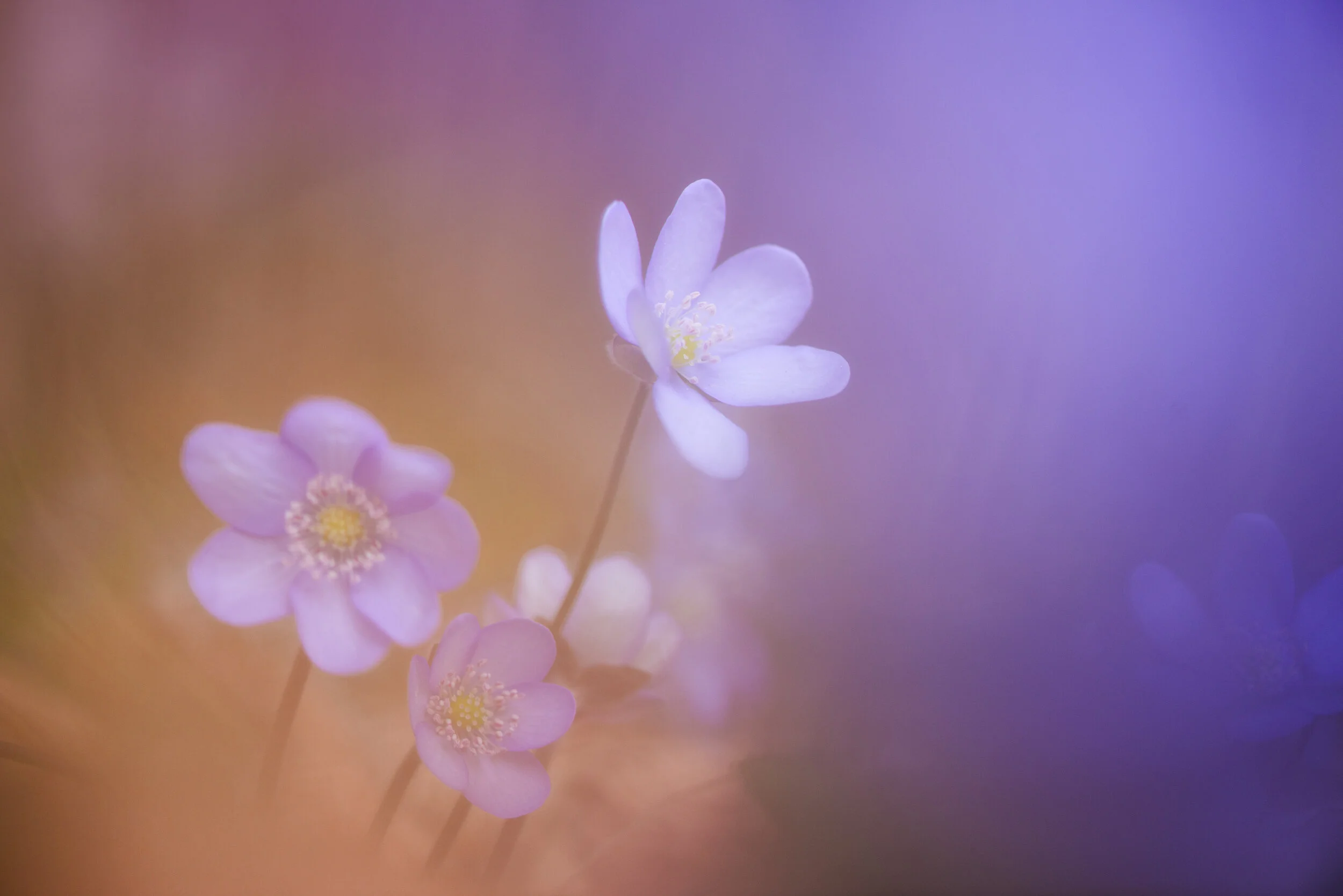 Flowers.jpg