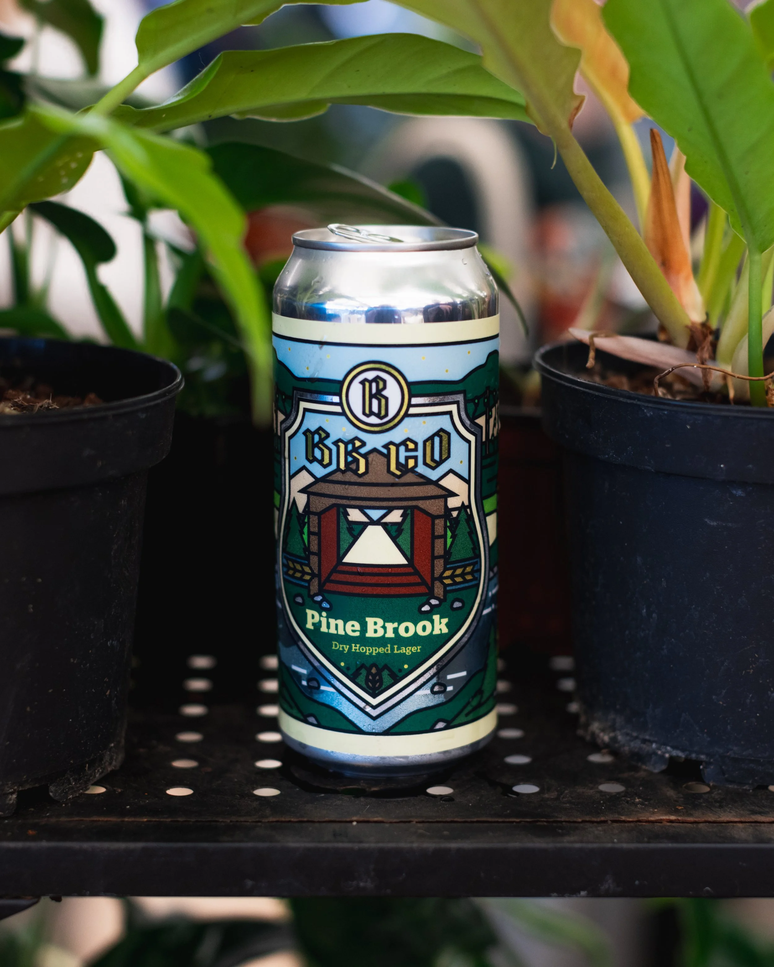 Bloom BTV 2025 WEB-146.jpg