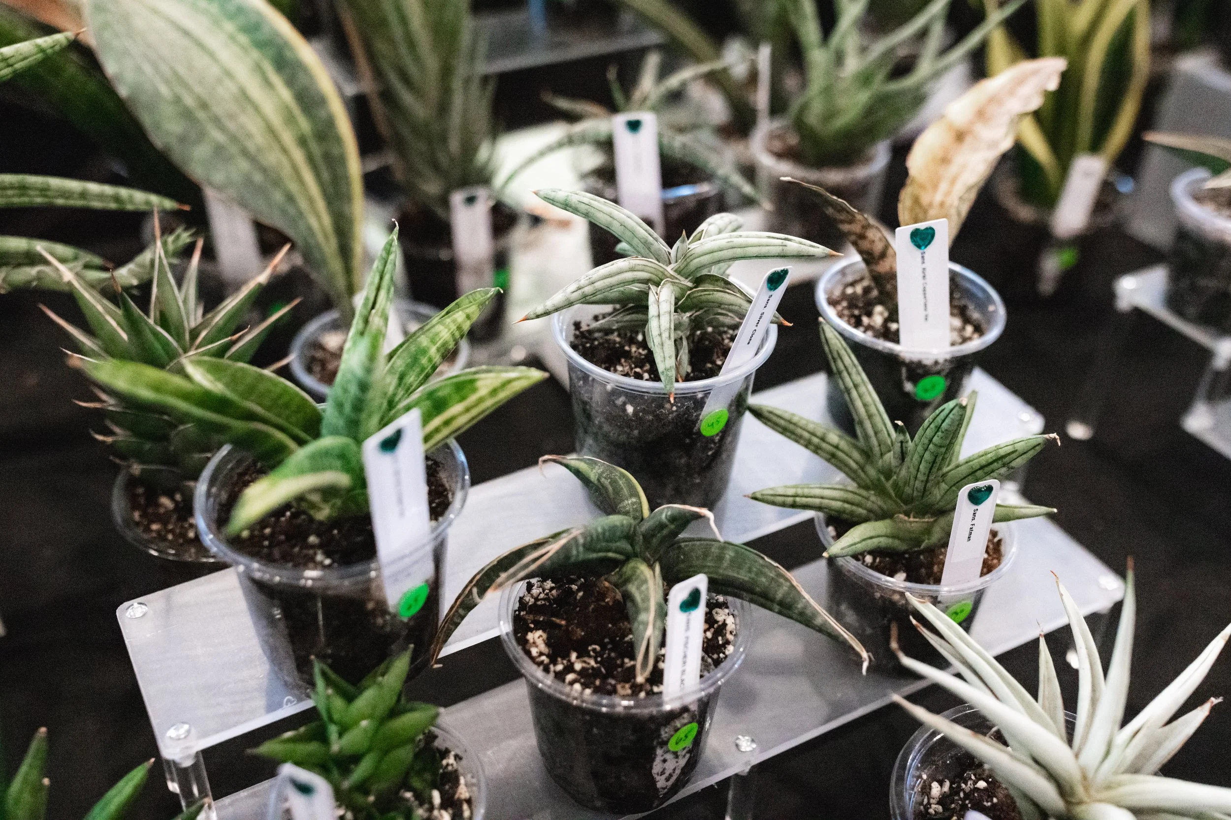 Bloom PVD 2025 WEB-151.jpg