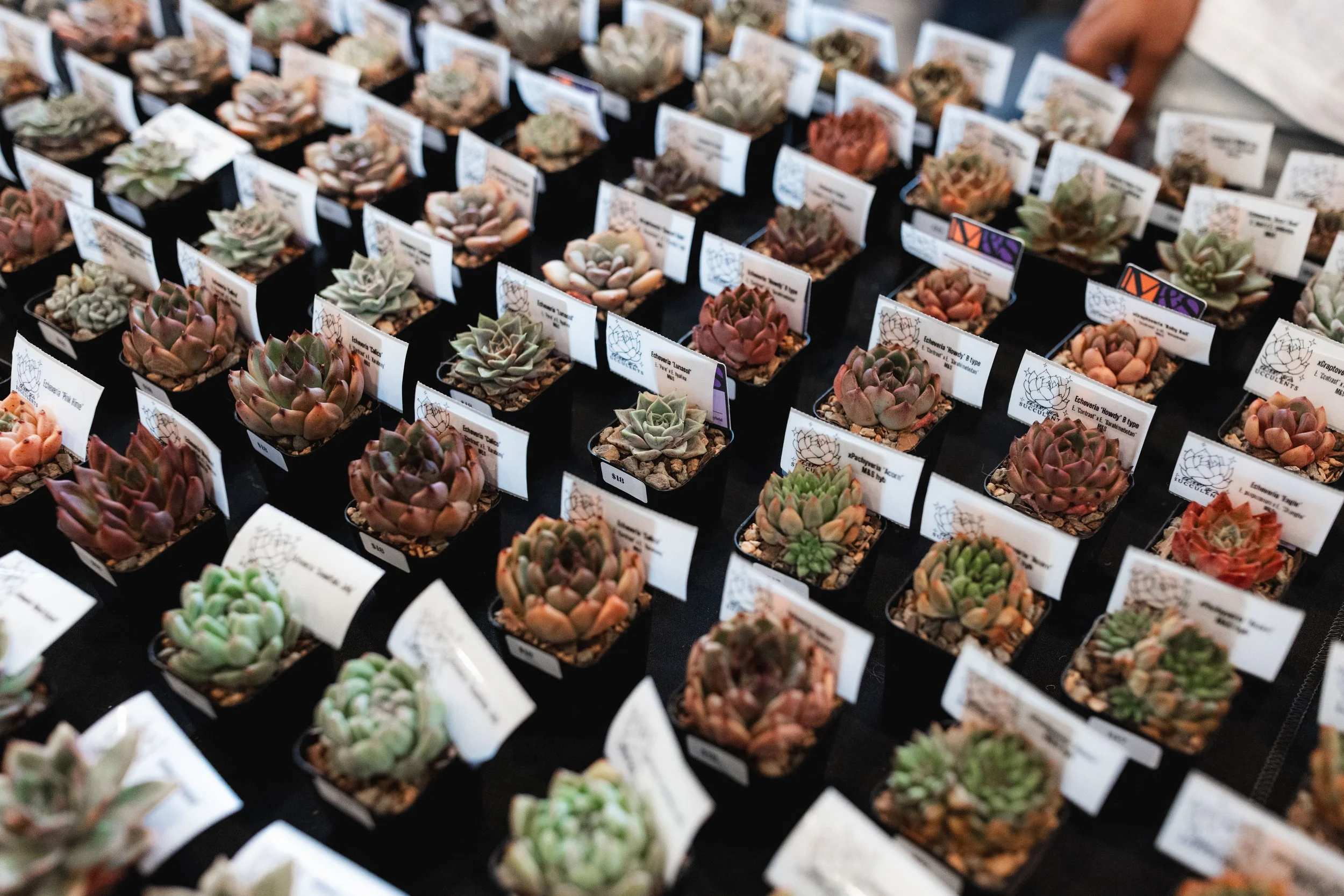 Bloom PVD 2025 WEB-113.jpg