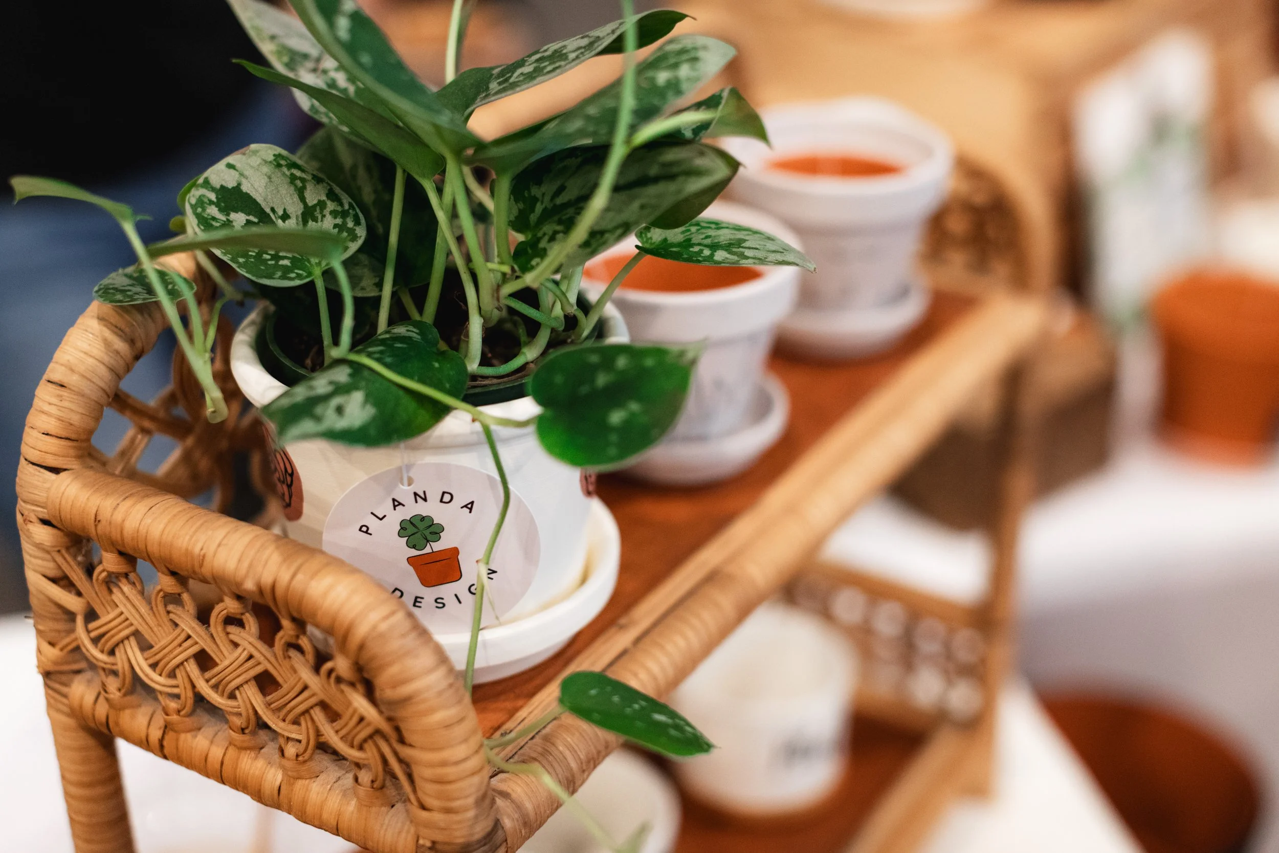 Bloom PVD 2025 WEB-48.jpg