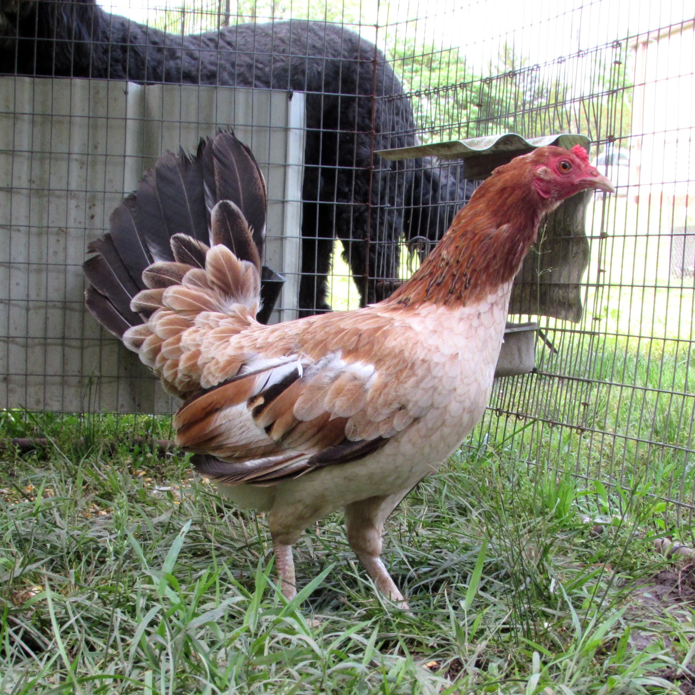 Lacy Roundhead | Pinnon Hatch Farms