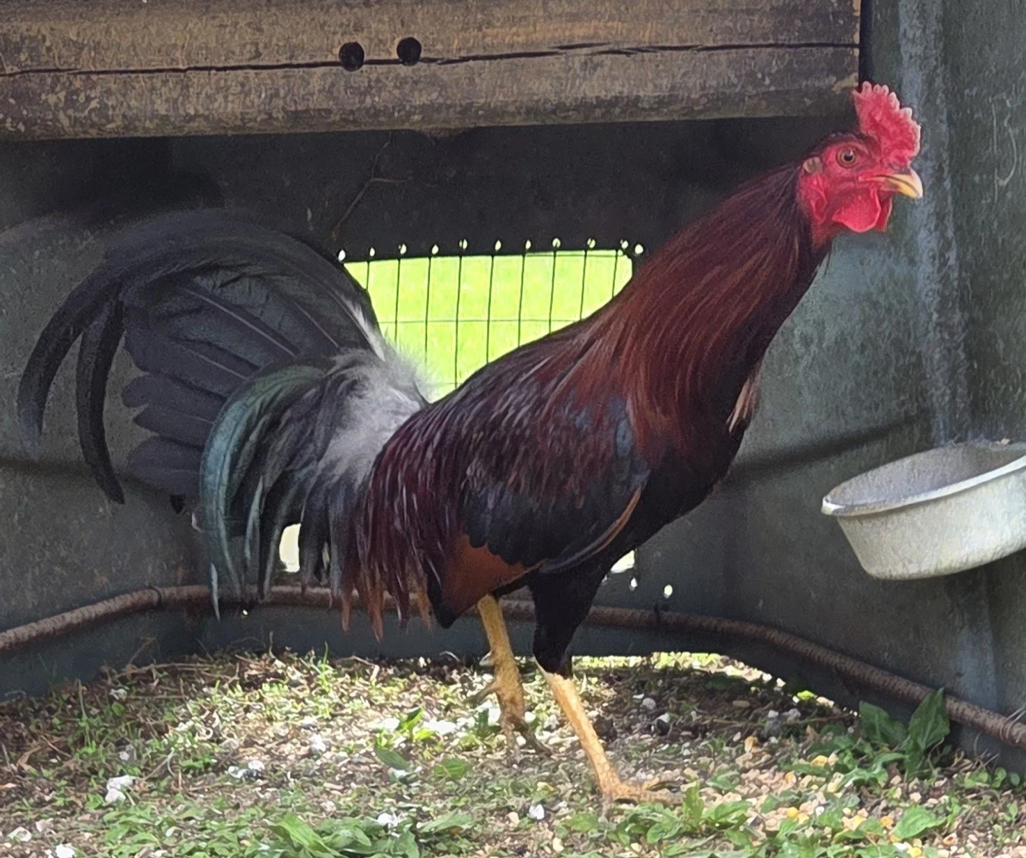 Madigan Claret Stag (B-041026)