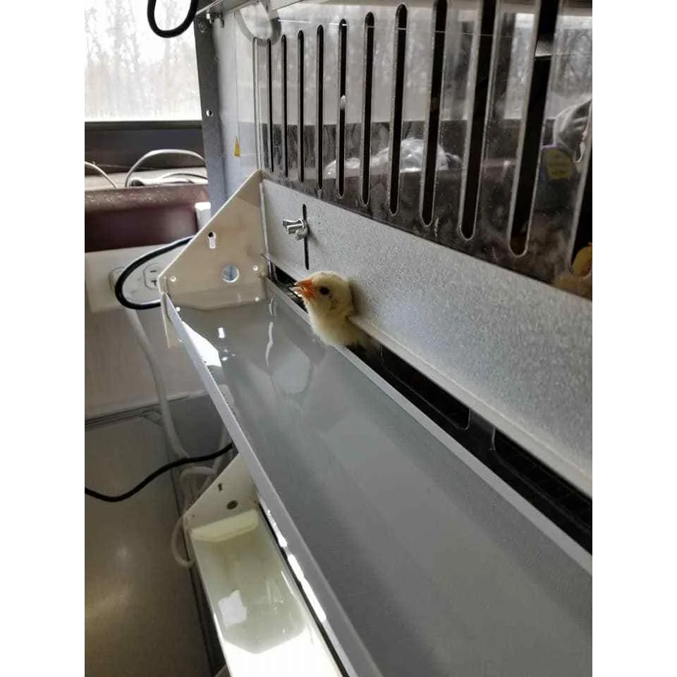 0540 Deck Game Bird/Poultry Battery Brooder Your One Stop Poultry