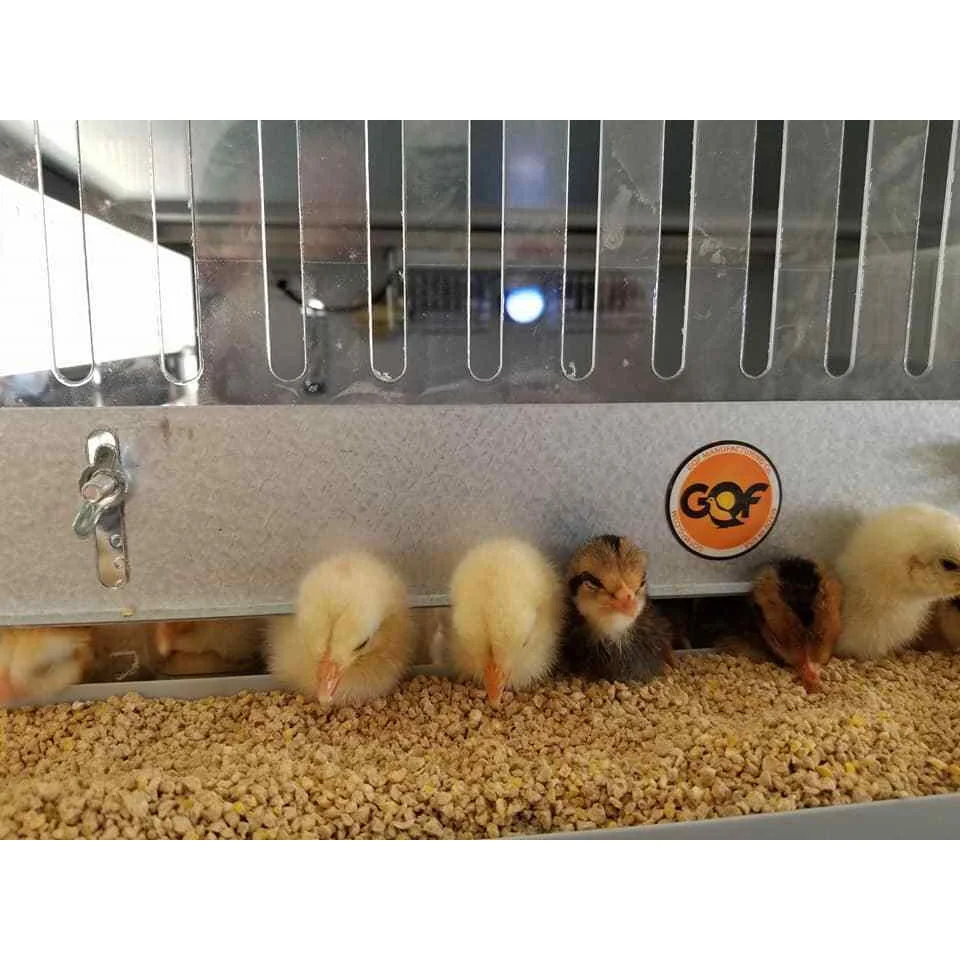 0540 Deck Game Bird/Poultry Battery Brooder Your One Stop Poultry