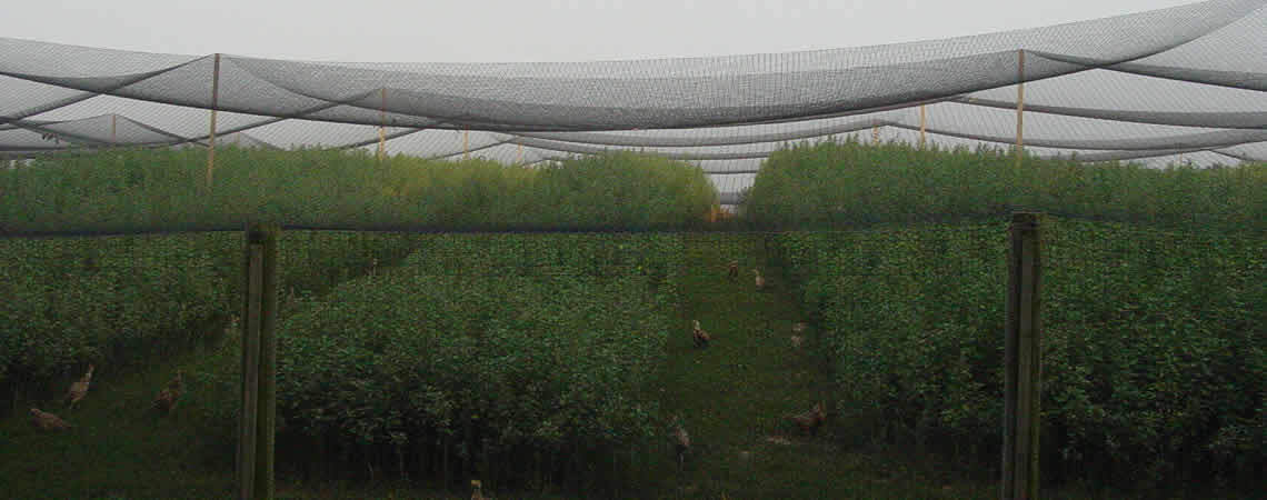 V Protek Plastic Poultry Fence- 4x50ft High Strength Poultry  Netting,Chicken/Racoons/Gophor/Snakes Net Fence ,2/5 Mesh,White 