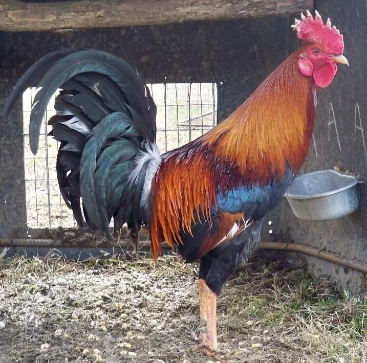 Gamefowl Day Old Chicks — Your One Stop Poultry Supply Shop! Pinnon