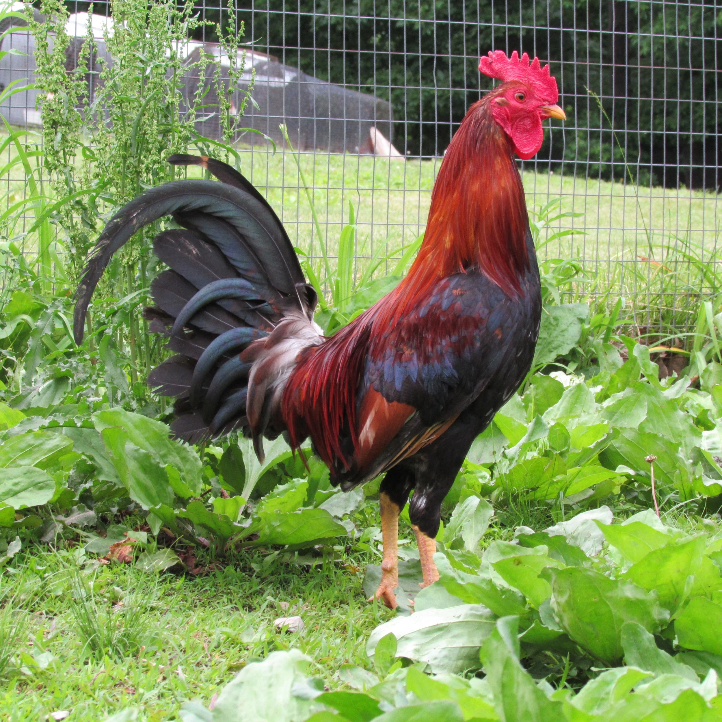 Gamefowl Farms In Georgia - jlvkzwy