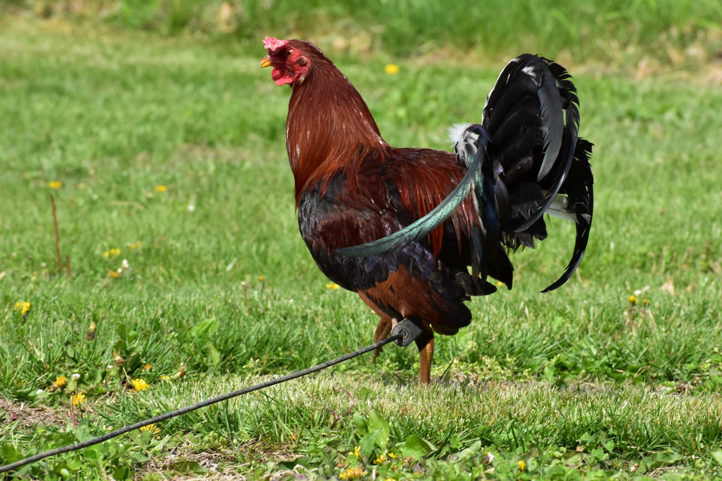 Yellow Leg Hatch Stag (J-041026)