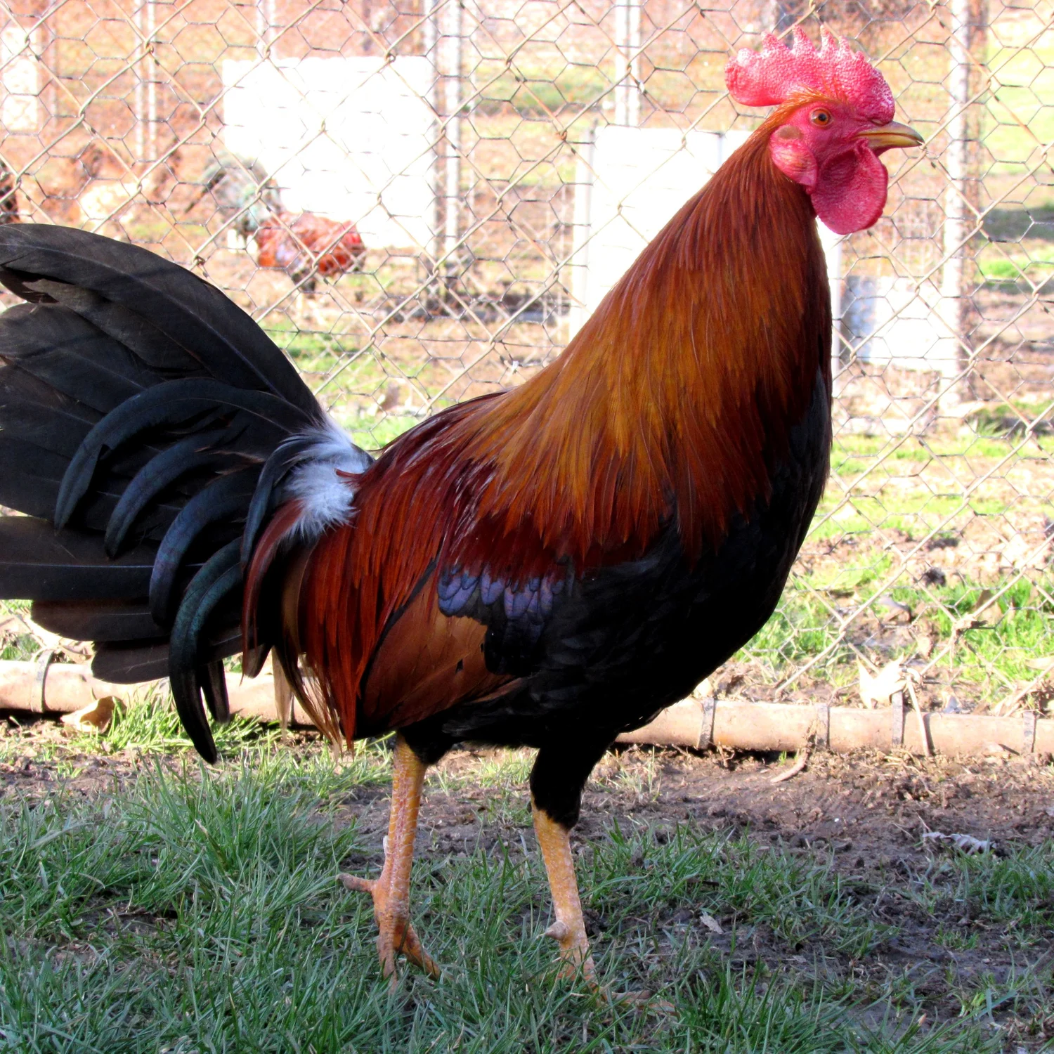 Radio Stags & Pullets | Pinnon Hatch Farms