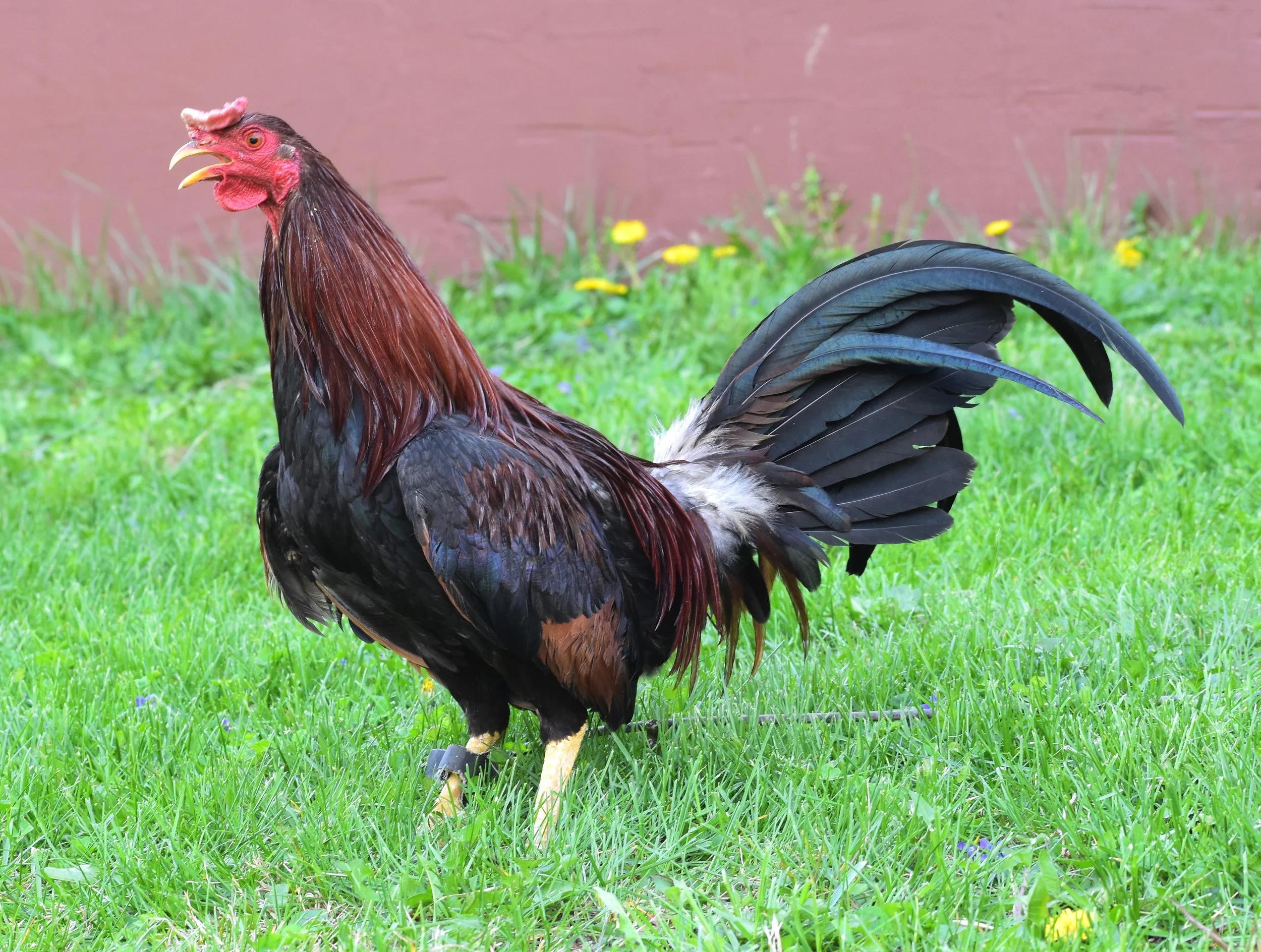 Reb Williams Albany Stag (H2-041026)