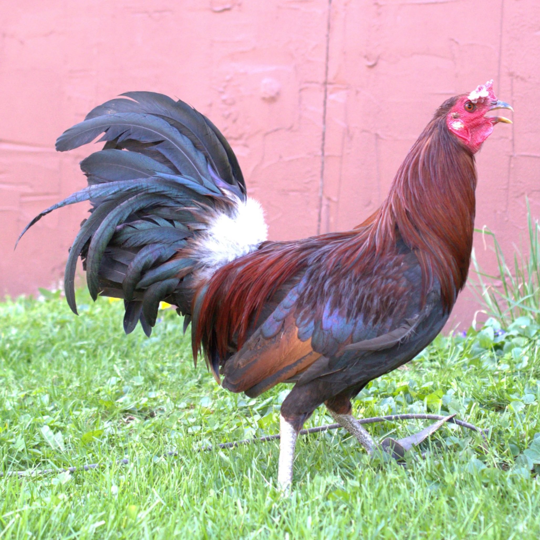 Rat Graves Leiper Stag (M-041026)