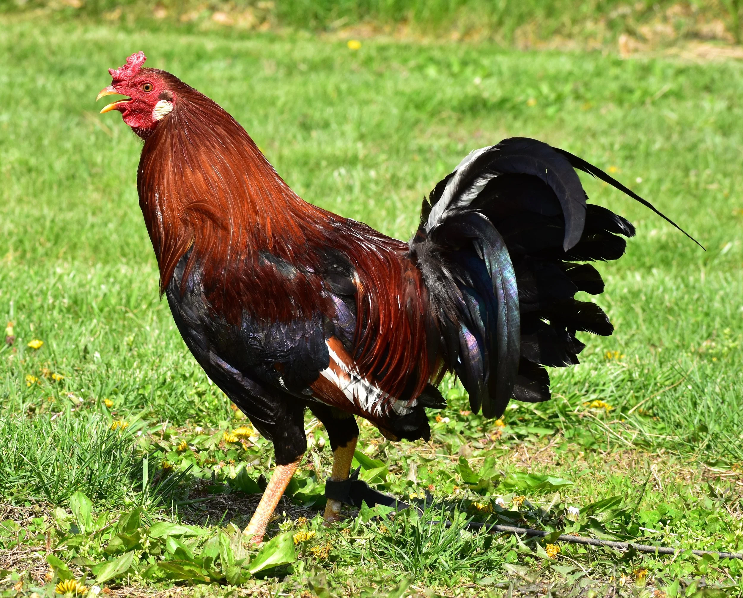 Yellow Leg Hatch Stag (M-041026)