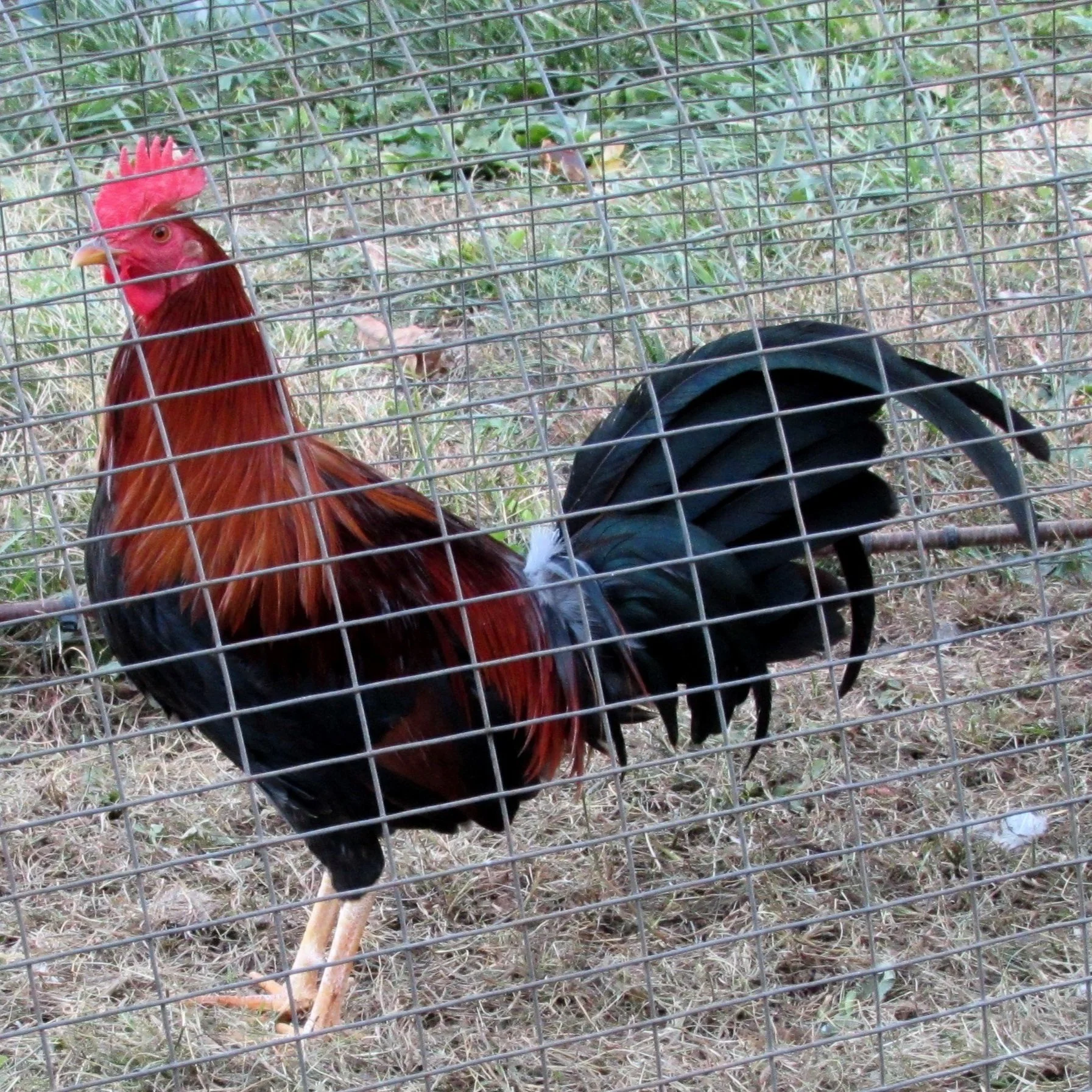 Radio Stag (J102124) Your One Stop Poultry Supply Shop!